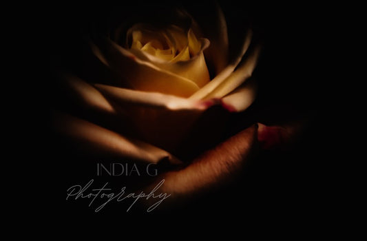 Nocturnal Rose | 8 x 10
