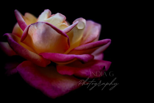 Full Bloom | 8 x 10