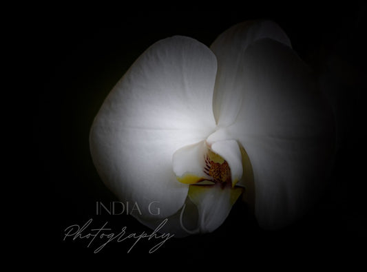 Moonlit Orchid | 8 x 10